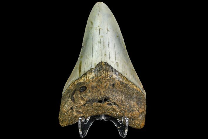 Fossil Megalodon Tooth - North Carolina #109019